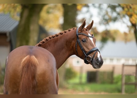 Warmblood danés, Yegua, 6 años, 169 cm, Alazán-tostado