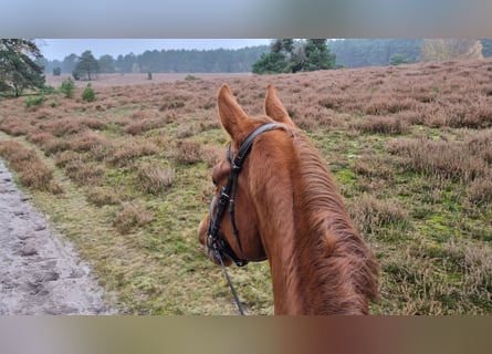 Warmblood danés, Yegua, 7 años, 176 cm, Alazán