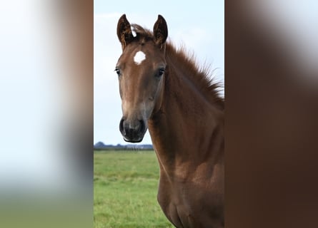 Warmblood danés, Yegua, Potro (05/2025), Alazán-tostado