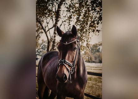 Warmblood de Sajonia, Caballo castrado, 7 años, 169 cm, Castaño oscuro