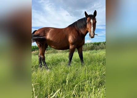 Warmblood de Sajonia, Yegua, 10 años, 168 cm, Castaño oscuro