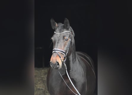 Warmblood de Sajonia, Yegua, 14 años, 164 cm, Castaño oscuro