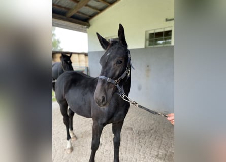 Warmblood de Sajonia, Yegua, Potro (03/2024), Negro