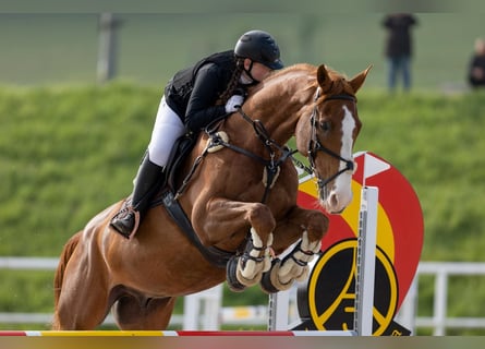 Warmblood eslovaco, Caballo castrado, 14 años, 173 cm, Alazán-tostado