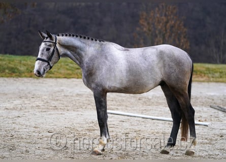 Warmblood eslovaco, Caballo castrado, 4 años, 170 cm, Tordo