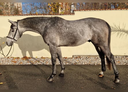 Warmblood eslovaco, Caballo castrado, 5 años, 164 cm