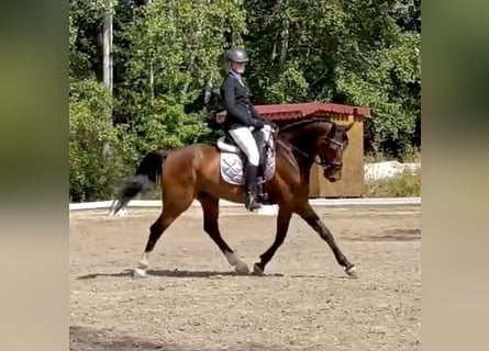 Warmblood eslovaco, Caballo castrado, 5 años, 170 cm, Castaño