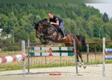 Warmblood eslovaco, Caballo castrado, 6 años, 175 cm, Castaño oscuro