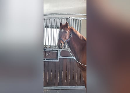 Warmblood eslovaco, Caballo castrado, 7 años, 159 cm, Alazán