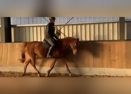 Warmblood eslovaco, Caballo castrado, 7 años, 159 cm, Alazán