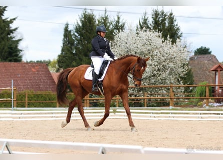 Warmblood eslovaco, Caballo castrado, 7 años, 170 cm, Alazán-tostado