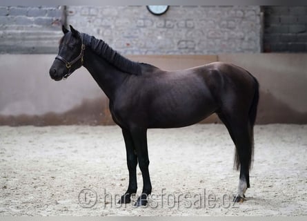 Warmblood eslovaco, Semental, 3 años, 157 cm, Negro