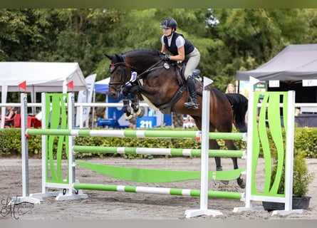 Warmblood eslovaco, Yegua, 12 años, 167 cm, Castaño