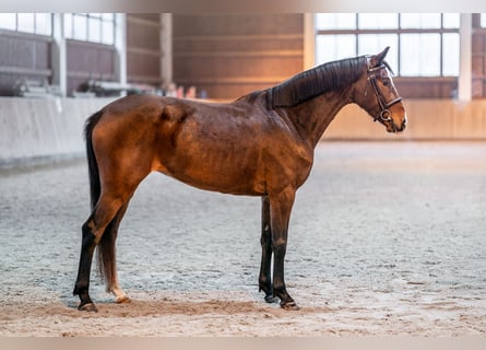 Warmblood eslovaco, Yegua, 5 años, 164 cm, Castaño rojizo