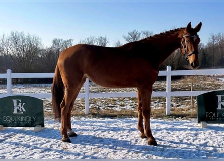 Warmblood eslovaco, Yegua, 5 años, 169 cm, Alazán-tostado