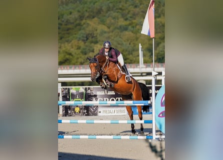 Warmblood eslovaco, Yegua, 6 años, 166 cm, Castaño rojizo