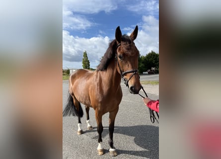 Warmblood eslovaco, Yegua, 8 años, 165 cm, Castaño