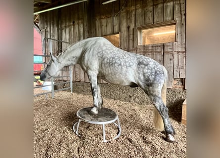 Warmblood pesado, Caballo castrado, 11 años, 163 cm, Tordo rodado