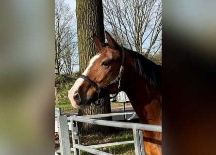 Warmblood pesado, Caballo castrado, 13 años, 172 cm, Castaño