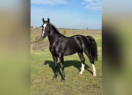 Warmblood pesado, Caballo castrado, 2 años, 162 cm, Negro