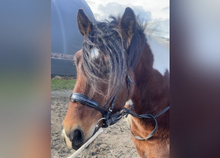 Warmblood pesado, Caballo castrado, 3 años, 155 cm, Tobiano-todas las-capas