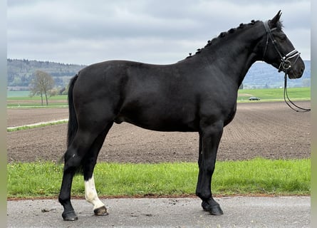 Warmblood pesado, Caballo castrado, 3 años, 162 cm, Negro