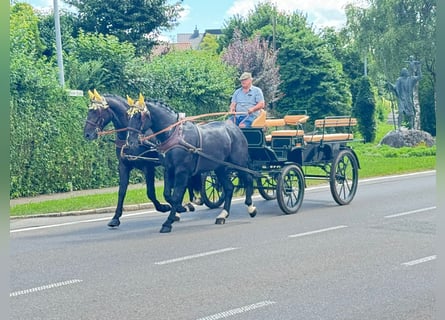 Warmblood pesado, Caballo castrado, 3 años, 164 cm, Negro