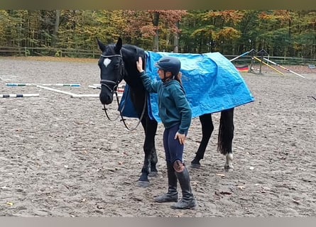 Warmblood pesado, Caballo castrado, 3 años, 164 cm, Negro