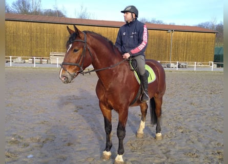 Warmblood pesado Mestizo, Caballo castrado, 3 años, 165 cm, Castaño