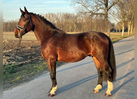 Warmblood pesado, Caballo castrado, 3 años, 165 cm, Castaño