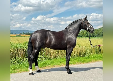 Warmblood pesado, Caballo castrado, 3 años, 165 cm, Negro