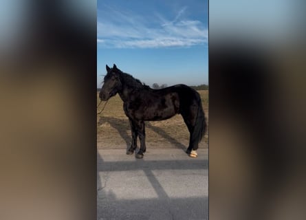 Warmblood pesado, Caballo castrado, 3 años, 165 cm, Negro