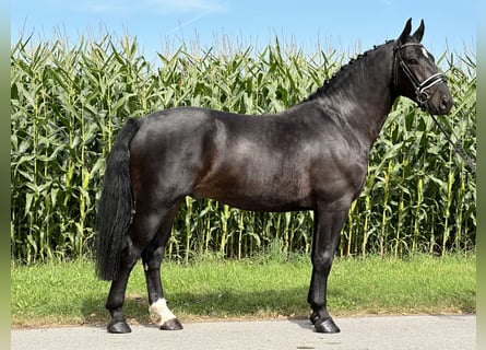 Warmblood pesado, Caballo castrado, 3 años, 166 cm, Castaño oscuro