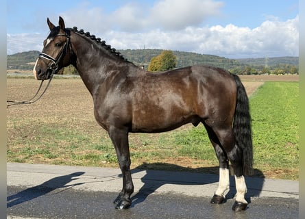 Warmblood pesado, Caballo castrado, 3 años, 166 cm, Castaño oscuro