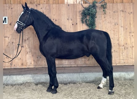 Warmblood pesado, Caballo castrado, 3 años, 167 cm, Negro