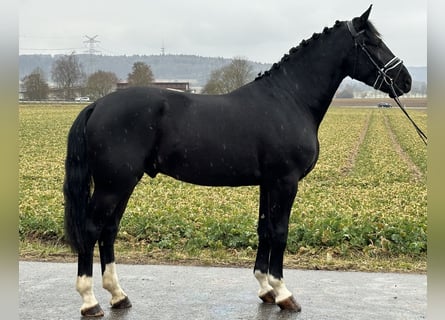 Warmblood pesado, Caballo castrado, 3 años, 167 cm, Negro