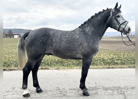 Warmblood pesado, Caballo castrado, 3 años, 167 cm, Tordo rodado