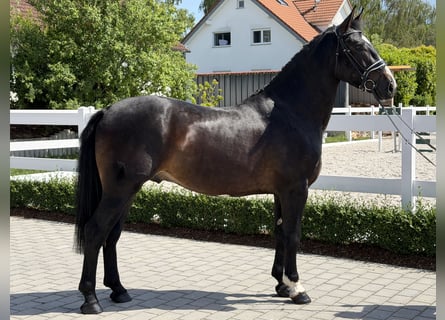 Warmblood pesado, Caballo castrado, 3 años, 168 cm, Castaño oscuro
