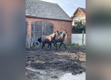 Warmblood pesado, Caballo castrado, 3 años, 170 cm, Castaño