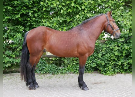 Warmblood pesado, Caballo castrado, 4 años, 155 cm