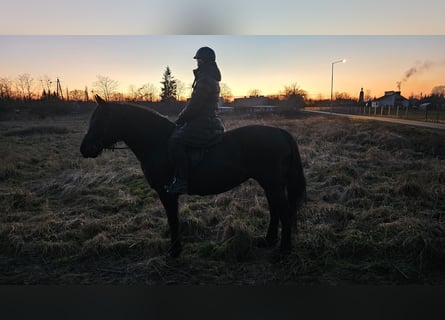 Warmblood pesado, Caballo castrado, 4 años, 157 cm, Negro