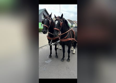 Warmblood pesado, Caballo castrado, 4 años, 158 cm, Negro