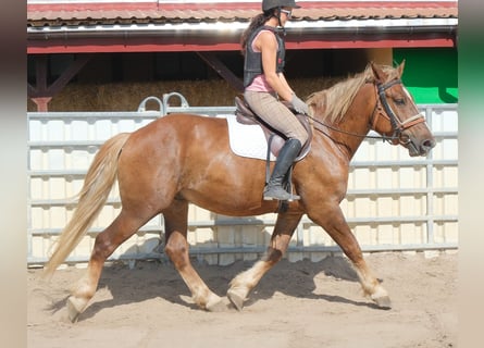 Warmblood pesado Mestizo, Caballo castrado, 4 años, 162 cm, Alazán-tostado