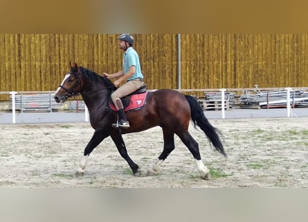 Warmblood pesado, Caballo castrado, 4 años, 162 cm, Castaño