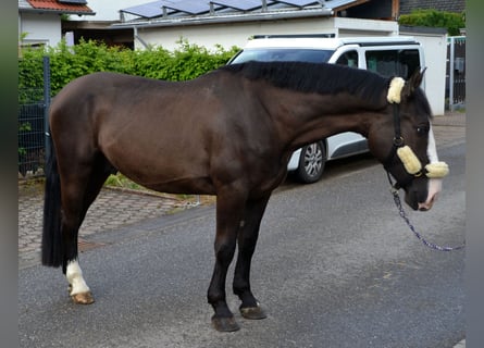 Warmblood pesado, Caballo castrado, 4 años, 162 cm, Negro