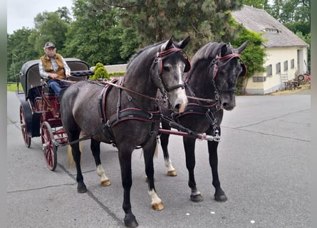Warmblood pesado, Caballo castrado, 4 años, 162 cm, Tordo