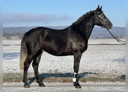 Warmblood pesado, Caballo castrado, 4 años, 163 cm, Tordillo negro