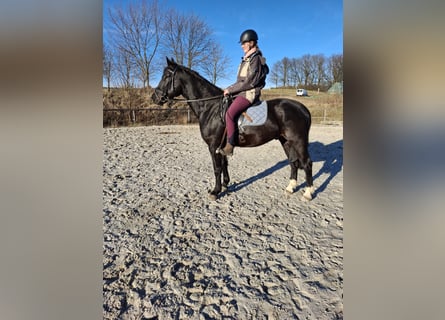 Warmblood pesado, Caballo castrado, 4 años, 164 cm, Negro