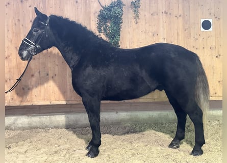 Warmblood pesado, Caballo castrado, 4 años, 164 cm, Tordillo negro