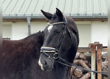 Warmblood pesado, Caballo castrado, 4 años, 166 cm, Castaño oscuro